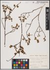 Foto von Salix aurita L.